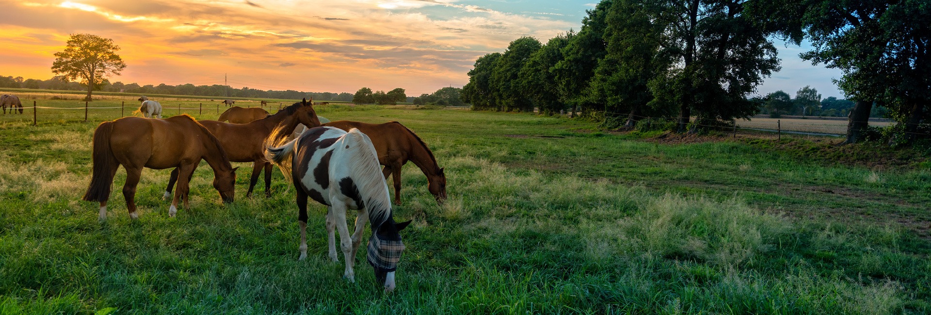 Brenna Burns with horses in the Peace Region