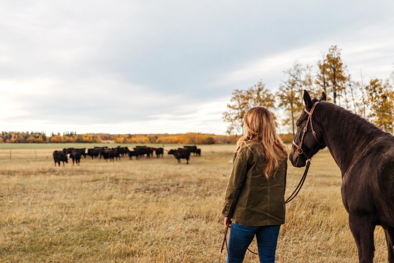 A woman holding a dark horse's lead overlooks cattle grazing in an autumn pasture.