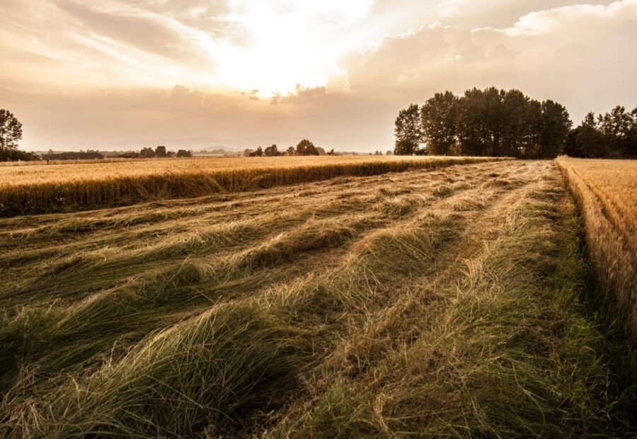 Rows of cut grain beside standing crop beneath a sunlit evening sky.