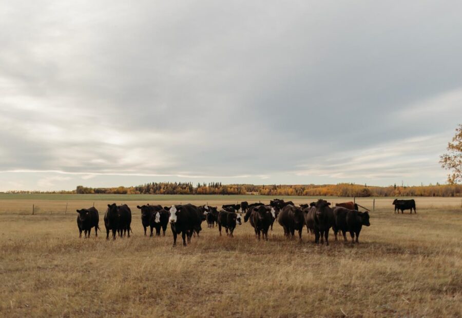 A herd of cattle in an open autumn pasture beneath a cloudy sky.