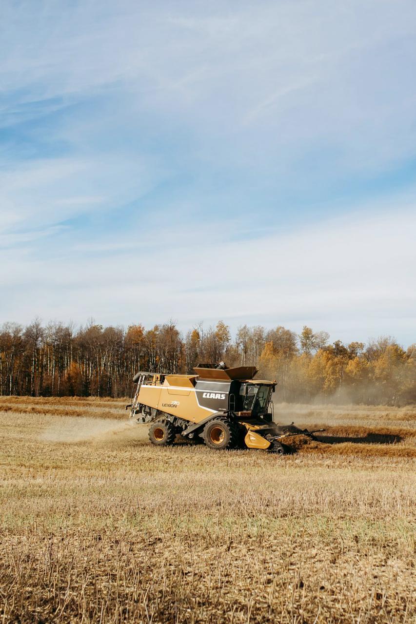 A combine harvester working in a golden field beside autumn trees.