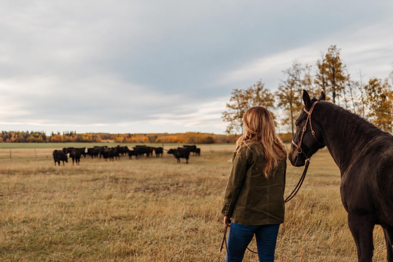 A woman holding a dark horse's lead overlooks cattle grazing in an autumn pasture.