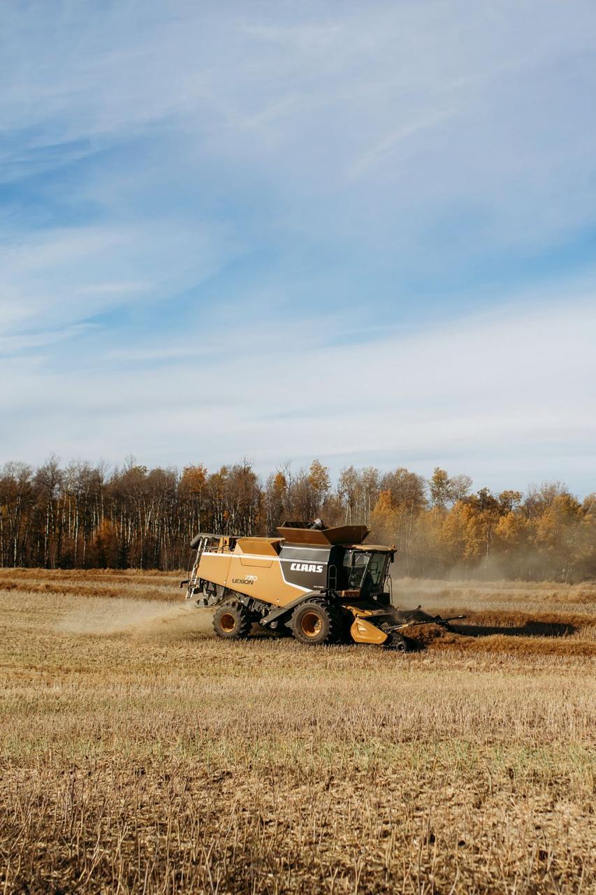 A combine harvester working in a golden field beside autumn trees.
